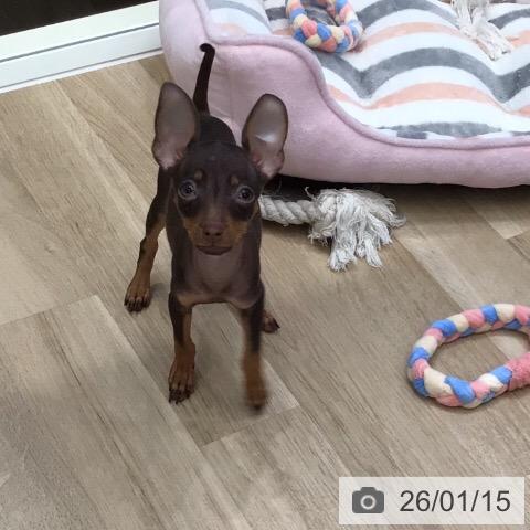 岐阜県のミニチュアピンシャー (ペットプラス 各務原店/2025年10月26日生まれ/女の子/チョコレートタン)の子犬の4枚目の画像