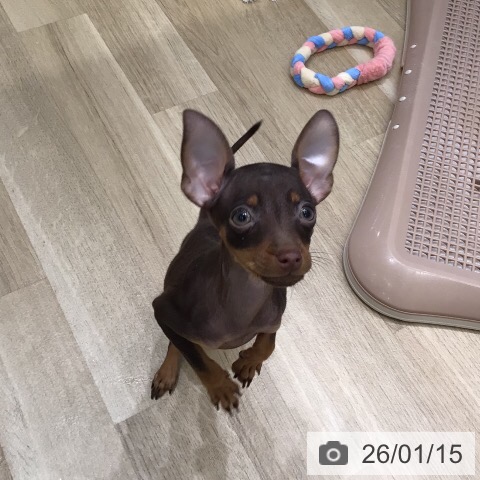 岐阜県のミニチュアピンシャー (ペットプラス 各務原店/2025年10月26日生まれ/女の子/チョコレートタン)の子犬の3枚目の画像