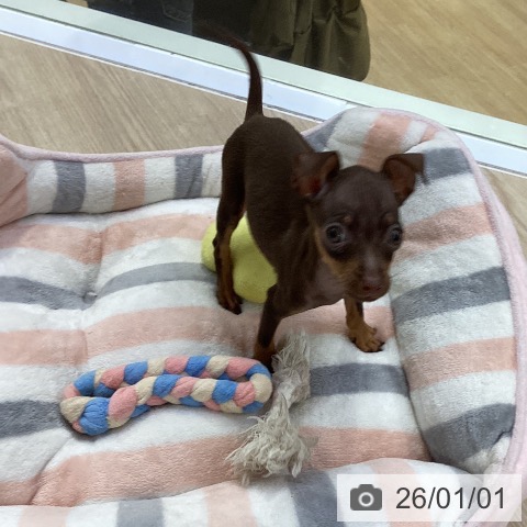 愛知県のミニチュアピンシャー (ペットプラス ナゴヤドーム前店/2025年10月26日生まれ/女の子/チョコレートタン)の子犬の4枚目の画像