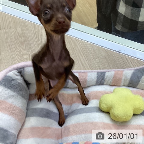 愛知県のミニチュアピンシャー (ペットプラス ナゴヤドーム前店/2025年10月26日生まれ/女の子/チョコレートタン)の子犬の3枚目の画像