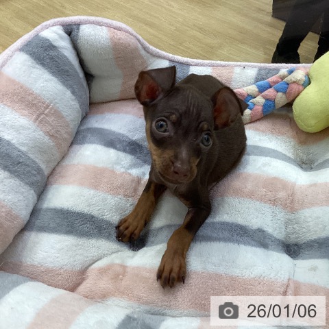 愛知県のミニチュアピンシャー (ペットプラス ナゴヤドーム前店/2025年10月26日生まれ/女の子/チョコレートタン)の子犬の4枚目の画像