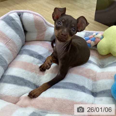 愛知県のミニチュアピンシャー (ペットプラス ナゴヤドーム前店/2025年10月26日生まれ/女の子/チョコレートタン)の子犬の3枚目の画像