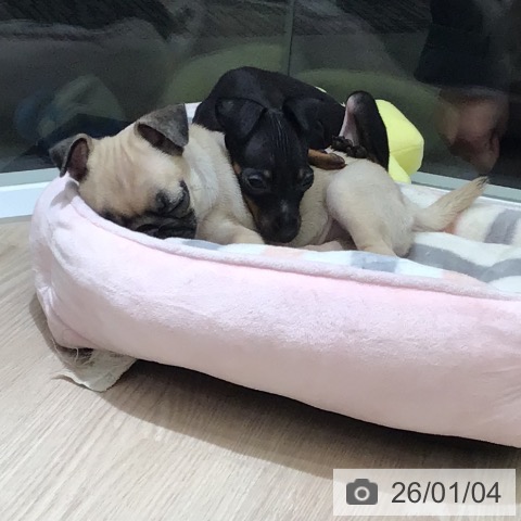 富山県のミニチュアピンシャー (ペットプラス 高岡店/2025年10月29日生まれ/男の子/ブラックタン)の子犬の4枚目の画像