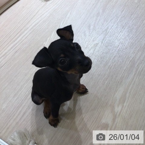 富山県のミニチュアピンシャー (ペットプラス 高岡店/2025年10月29日生まれ/男の子/ブラックタン)の子犬の3枚目の画像