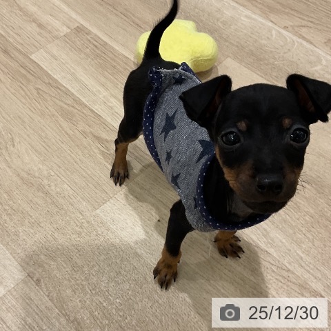 三重県のミニチュアピンシャー (ペットプラス 鈴鹿店/2025年10月29日生まれ/男の子/ブラックタン)の子犬の4枚目の画像