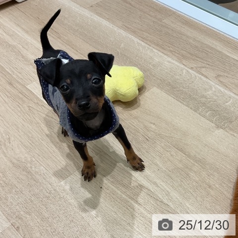 三重県のミニチュアピンシャー (ペットプラス 鈴鹿店/2025年10月29日生まれ/男の子/ブラックタン)の子犬の3枚目の画像