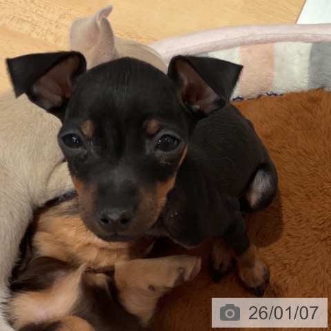 ミニチュア・ピンシャーの写真