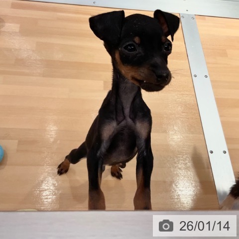 ミニチュア・ピンシャーの写真