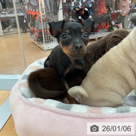 愛知県のミニチュアピンシャー (ペットプラス 名古屋茶屋店/2025年10月29日生まれ/男の子/ブラックタン)の子犬の4枚目の画像