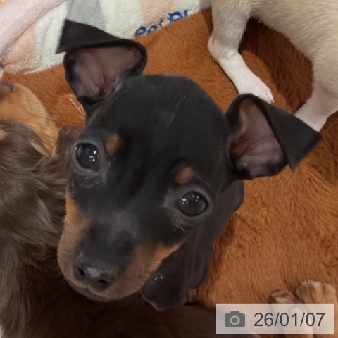 愛知県のミニチュアピンシャー (ペットプラス 名古屋茶屋店/2025年10月29日生まれ/男の子/ブラックタン)の子犬の3枚目の画像