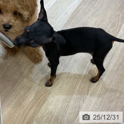 愛知県のミニチュアピンシャー (ペットプラス mozoワンダーシティ店/2025年10月29日生まれ/女の子/ブラックタン)の子犬の4枚目の画像