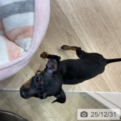 愛知県のミニチュアピンシャー (ペットプラス mozoワンダーシティ店/2025年10月29日生まれ/女の子/ブラックタン)の子犬の3枚目の画像