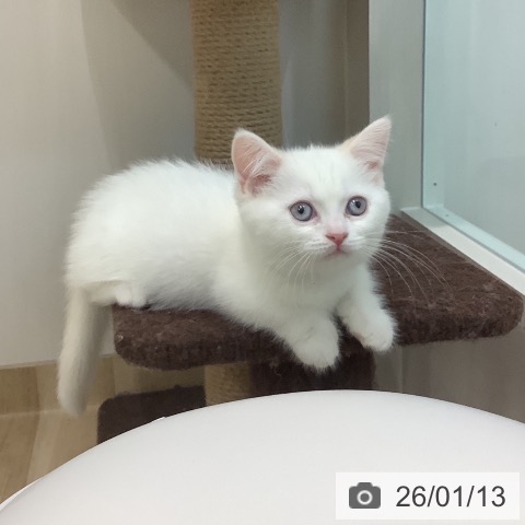 埼玉県のマンチカン (ペットプラス ららぽーと新三郷店/2025年10月28日生まれ/男の子/クリームポイント)の子猫の3枚目の画像