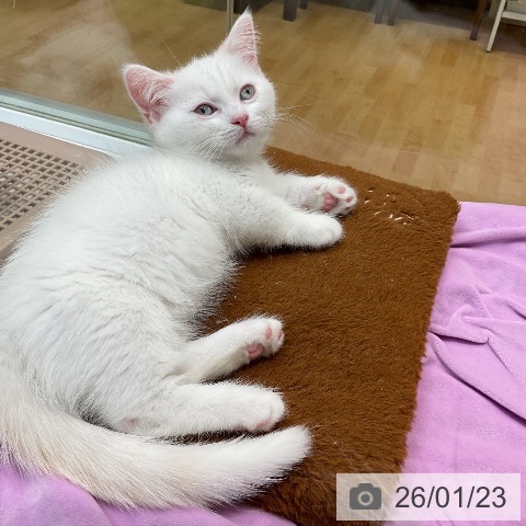 埼玉県のマンチカン (ペットプラス ららぽーと新三郷店/2025年10月28日生まれ/男の子/クリームポイント)の子猫の3枚目の画像