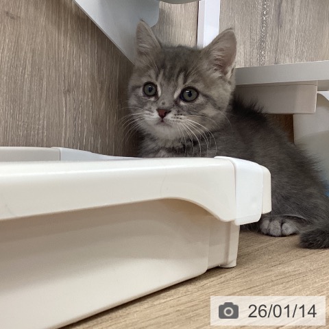 茨城県のマンチカン (ペットプラス つくば店/2025年10月28日生まれ/男の子/ブルータビー)の子猫の4枚目の画像