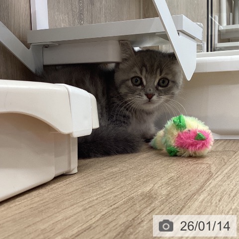 茨城県のマンチカン (ペットプラス つくば店/2025年10月28日生まれ/男の子/ブルータビー)の子猫の3枚目の画像