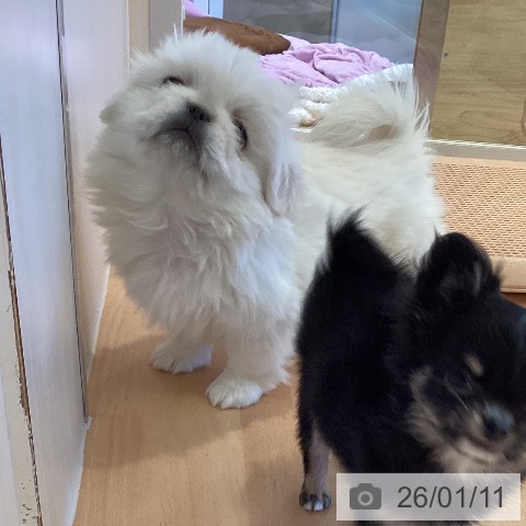 三重県のペキニーズ (ペットプラス 東員店/2025年10月27日生まれ/男の子/クリーム)の子犬の4枚目の画像