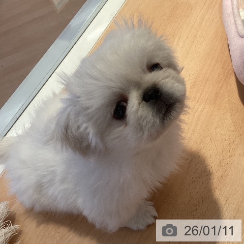 三重県のペキニーズ (ペットプラス 東員店/2025年10月27日生まれ/男の子/クリーム)の子犬の3枚目の画像