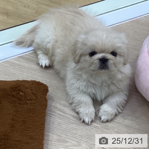 愛知県のペキニーズ (ペットプラス ナゴヤドーム前店/2025年10月27日生まれ/男の子/クリーム)の子犬の4枚目の画像
