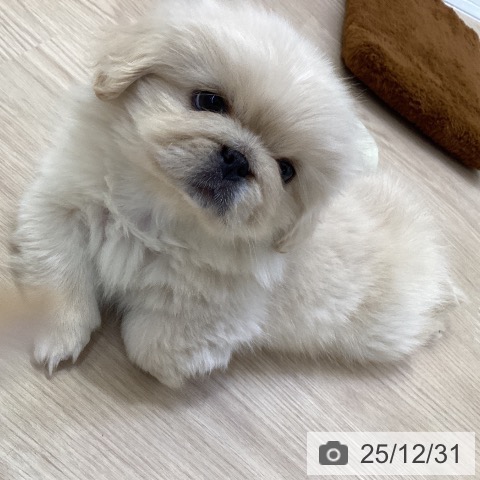 愛知県のペキニーズ (ペットプラス ナゴヤドーム前店/2025年10月27日生まれ/男の子/クリーム)の子犬の3枚目の画像