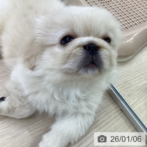 愛知県のペキニーズ (ペットプラス ナゴヤドーム前店/2025年10月27日生まれ/男の子/クリーム)の子犬の4枚目の画像