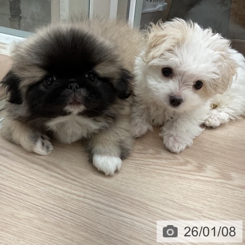 福井県のペキニーズ (ペットプラス 福井店/2025年10月27日生まれ/男の子/フォーンホワイト)の子犬の4枚目の画像