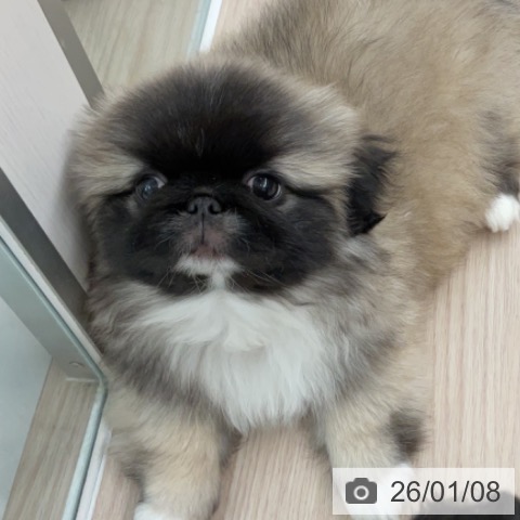 福井県のペキニーズ (ペットプラス 福井店/2025年10月27日生まれ/男の子/フォーンホワイト)の子犬の3枚目の画像