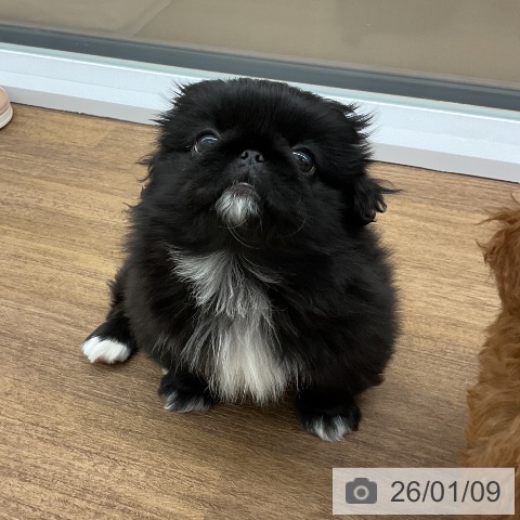 千葉県のペキニーズ (ペッツワン 千葉ニュータウン店/2025年10月27日生まれ/女の子/ブラックホワイト)の子犬の3枚目の画像