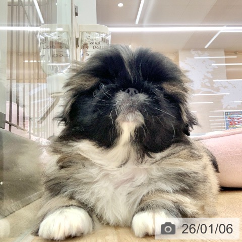 岐阜県のペキニーズ (ペットプラス 光ケ丘店/2025年10月27日生まれ/女の子/フォーンホワイト)の子犬の4枚目の画像