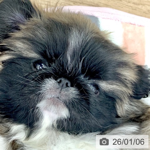 岐阜県のペキニーズ (ペットプラス 光ケ丘店/2025年10月27日生まれ/女の子/フォーンホワイト)の子犬の3枚目の画像