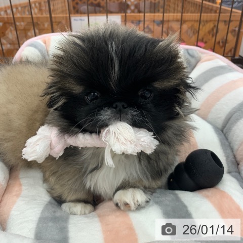 岐阜県のペキニーズ (ペットプラス 光ケ丘店/2025年10月27日生まれ/女の子/フォーンホワイト)の子犬の4枚目の画像