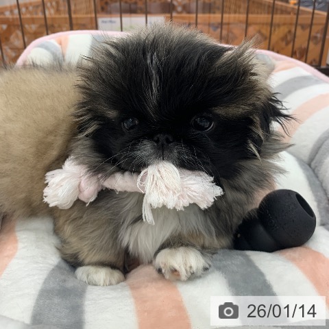 岐阜県のペキニーズ (ペットプラス 光ケ丘店/2025年10月27日生まれ/女の子/フォーンホワイト)の子犬の3枚目の画像