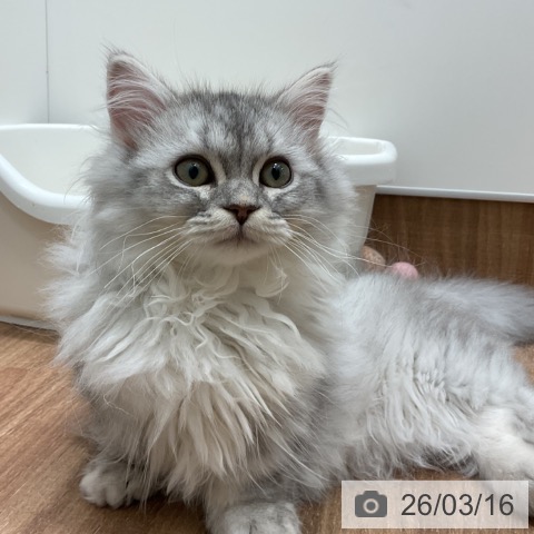 茨城県のミヌエット (ペッツワン 古河店/2025年10月28日生まれ/男の子/ブルータビー)の子猫の3枚目の画像