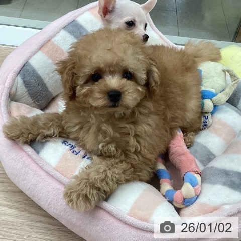 石川県のトイプードル(トイ) (ペットプラス 白山店/2025年10月25日生まれ/男の子/アプリコット)の子犬の3枚目の画像