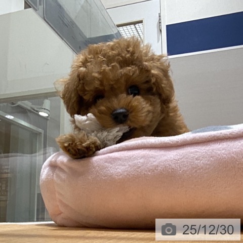 石川県のトイプードル(トイ) (ペットプラス 新小松店/2025年10月25日生まれ/女の子/アプリコット)の子犬の4枚目の画像