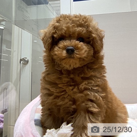 石川県のトイプードル(トイ) (ペットプラス 新小松店/2025年10月25日生まれ/女の子/アプリコット)の子犬の3枚目の画像