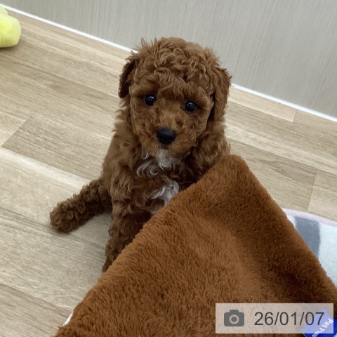 愛知県のトイプードル(トイ) (ペットプラス 豊橋牧野店/2025年10月30日生まれ/男の子/レッド)の子犬の4枚目の画像