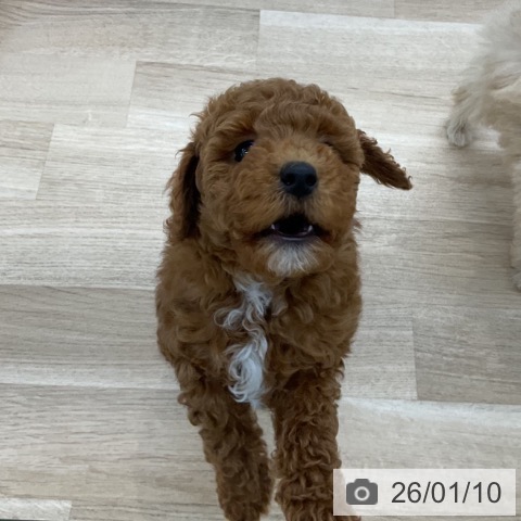 愛知県のトイプードル(トイ) (ペットプラス 豊橋牧野店/2025年10月30日生まれ/男の子/レッド)の子犬の4枚目の画像