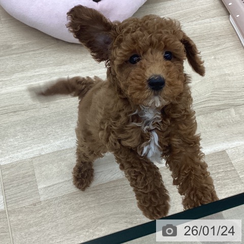 愛知県のトイプードル(トイ) (ペットプラス 豊橋牧野店/2025年10月30日生まれ/男の子/レッド)の子犬の4枚目の画像