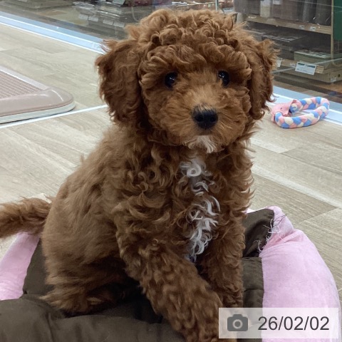 愛知県のトイプードル(トイ) (ペットプラス 豊橋牧野店/2025年10月30日生まれ/男の子/レッド)の子犬の4枚目の画像