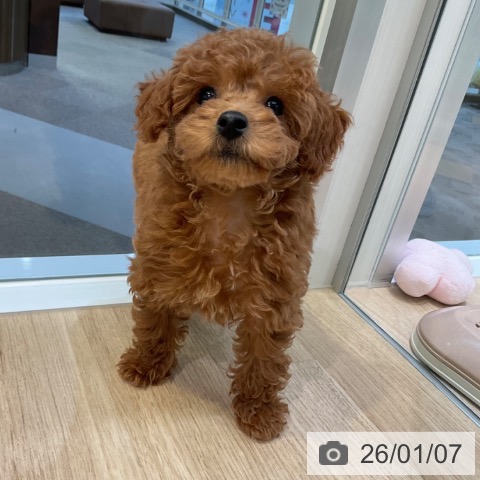 愛知県のトイプードル(トイ) (ペットプラス 岡崎店/2025年10月26日生まれ/女の子/レッド)の子犬の4枚目の画像