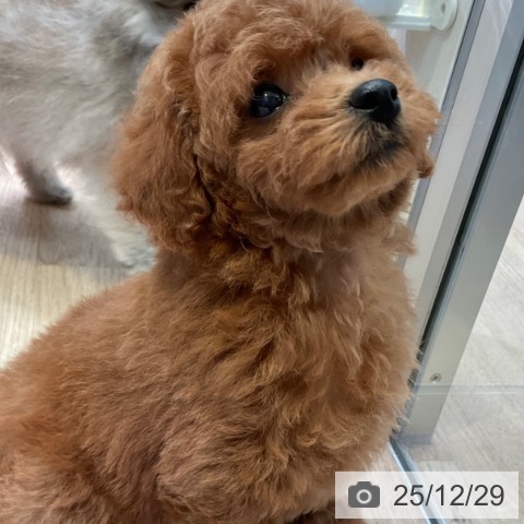 愛知県のトイプードル(トイ) (ペットプラス 岡崎店/2025年10月26日生まれ/女の子/レッド)の子犬の3枚目の画像