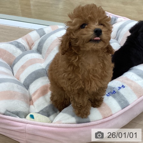 愛知県のトイプードル(トイ) (ペットプラス ナゴヤドーム前店/2025年10月26日生まれ/女の子/レッド)の子犬の4枚目の画像