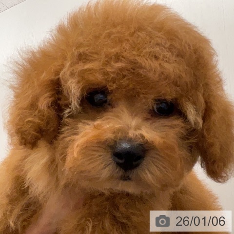 愛知県のトイプードル(トイ) (ペットプラス ナゴヤドーム前店/2025年10月26日生まれ/女の子/レッド)の子犬の3枚目の画像