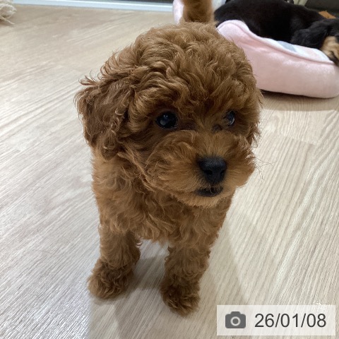 富山県のトイプードル(トイ) (ペットプラス 高岡店/2025年10月30日生まれ/男の子/レッド)の子犬の4枚目の画像