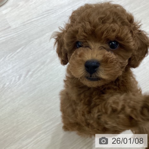 富山県のトイプードル(トイ) (ペットプラス 高岡店/2025年10月30日生まれ/男の子/レッド)の子犬の3枚目の画像