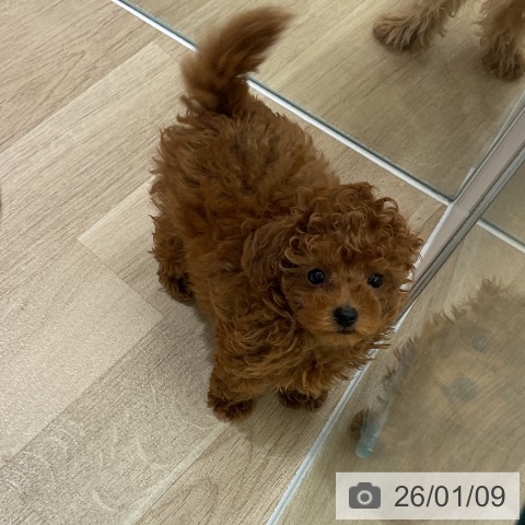 愛知県のトイプードル(トイ) (ペットプラス イオンモール豊川店/2025年10月30日生まれ/男の子/レッド)の子犬の4枚目の画像