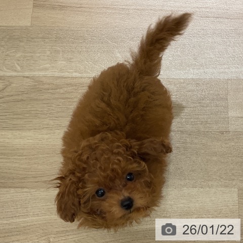 愛知県のトイプードル(トイ) (ペットプラス イオンモール豊川店/2025年10月30日生まれ/男の子/レッド)の子犬の4枚目の画像