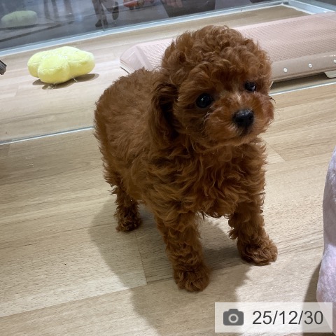 愛知県のトイプードル(トイ) (ペットプラス イオンモール豊川店/2025年10月30日生まれ/男の子/レッド)の子犬の3枚目の画像