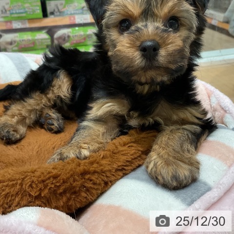 三重県のヨークシャーテリア (ペットプラス 鈴鹿店/2025年10月25日生まれ/女の子/スチールブルータン)の子犬の4枚目の画像